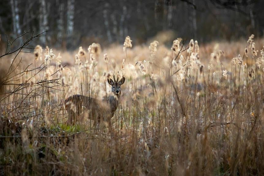 10 Best Deer Blinds for an Unmatched Hunting Experience in 2024